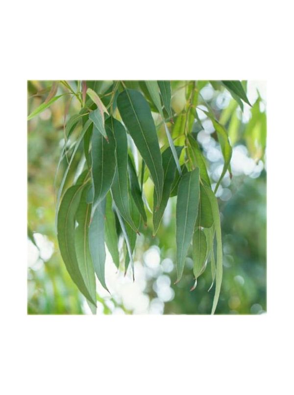 Olejek Eukaliptus Cytrynowy 50ml Bassau