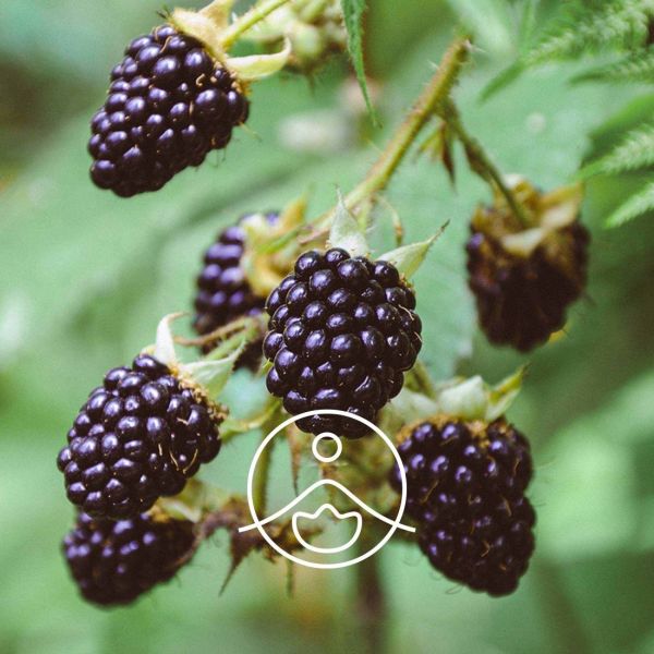 Organiczny olejek Florihana z nasion Jeżyny 50g
