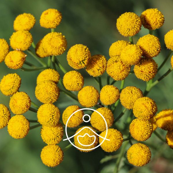 Organiczny olejek eteryczny Florihana Rumianek Blue Tansy 5g