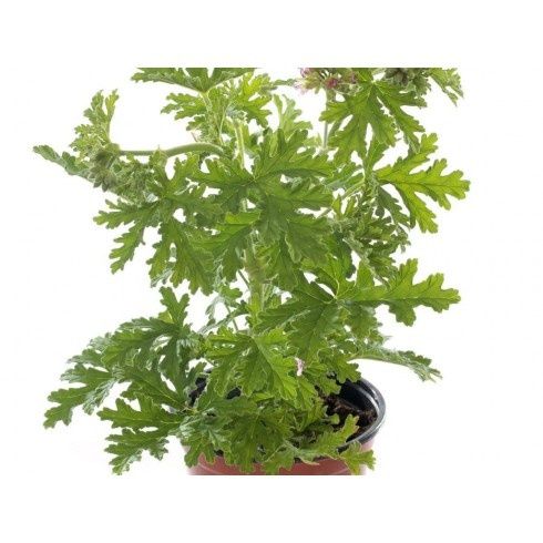 Olejek Geranium 15ml Bassau