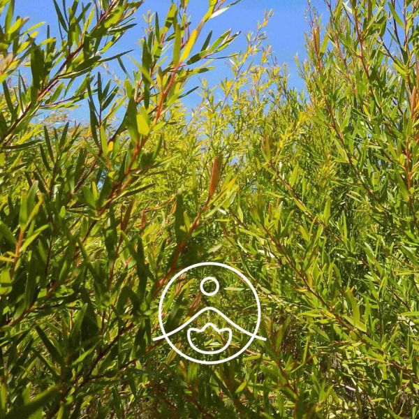 Organiczny olejek eteryczny Florihana Drzewo Herbaciane Cytrynowe 5g