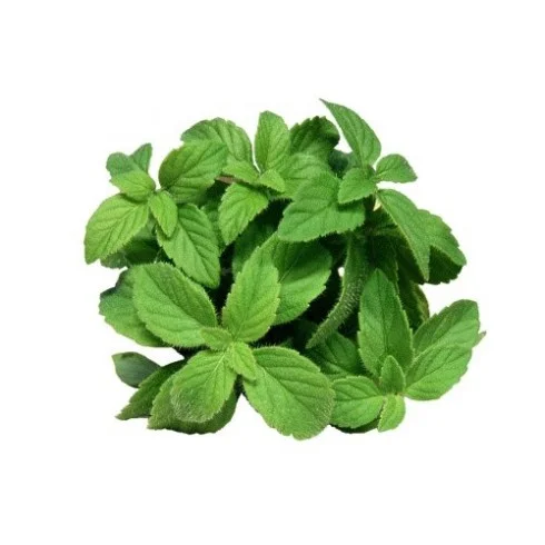 Olejek Mięta Polna 15ml Bassau