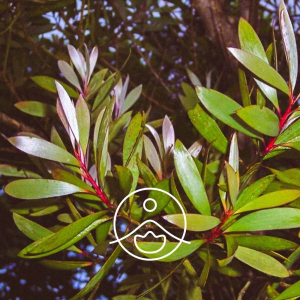 Organiczny olejek eteryczny Florihana Niaouli Melaleuca Quinquevernia 5g