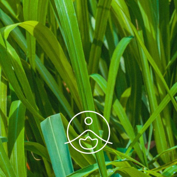 Organiczny olejek eteryczny Florihana Palmarosa 5g