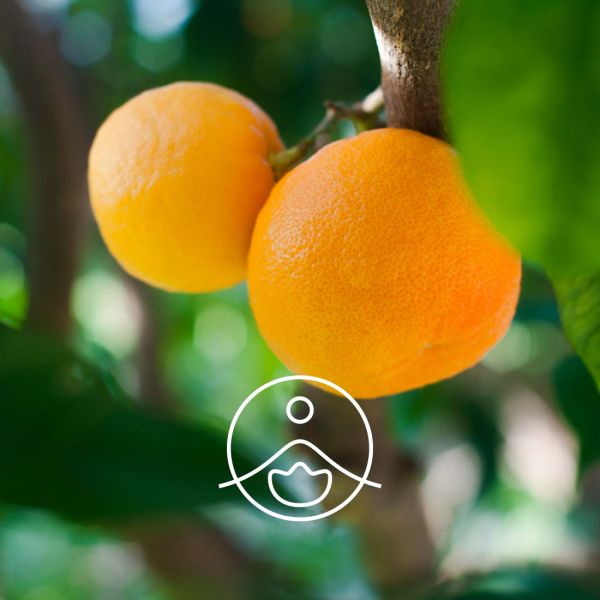 Organiczny olejek eteryczny Florihana Petitgrain Pomarańcza gorzka 5g