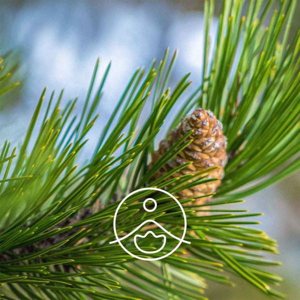 Organiczny olejek eteryczny Florihana Igły sosny 5g