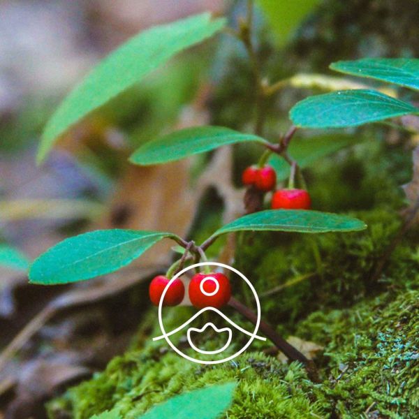 Organiczny olejek eteryczny Florihana Wintergreen Golteria 15g