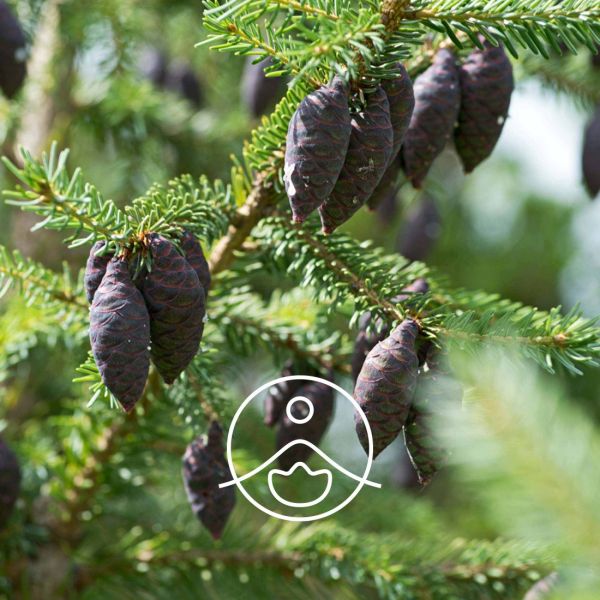 Organiczny olejek eteryczny Florihana Świerk Czarny 5g