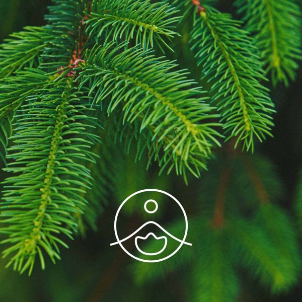 Organiczny olejek eteryczny Florihana Świerk pospolity Common Spruce 5g