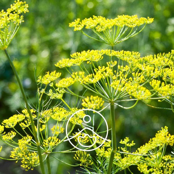 Organiczny olejek eteryczny Florihana Koper Anethum Graveolens 5g