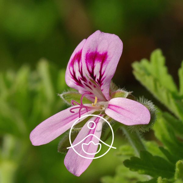 Organiczny olejek eteryczny Florihana Geranium Bourbon Pelargonium X Asperum 5g