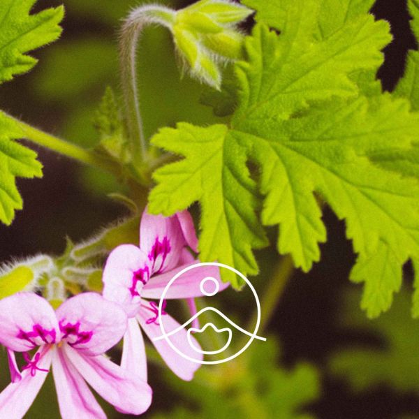 Organiczny olejek eteryczny Florihana Geranium Rosat 5g