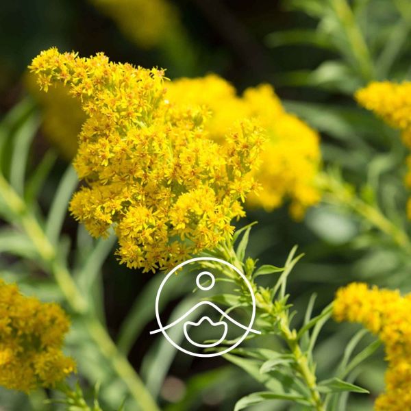 Organiczny olejek eteryczny Florihana Goldenrod Nawłociowy 5g