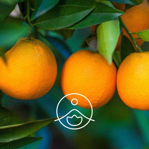 Organiczny olejek eteryczny Florihana Słodka Pomarańcza 5g