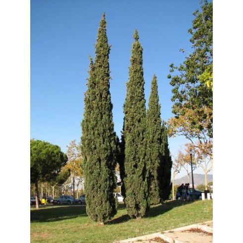 Olejek Cyprys 15ml Bassau