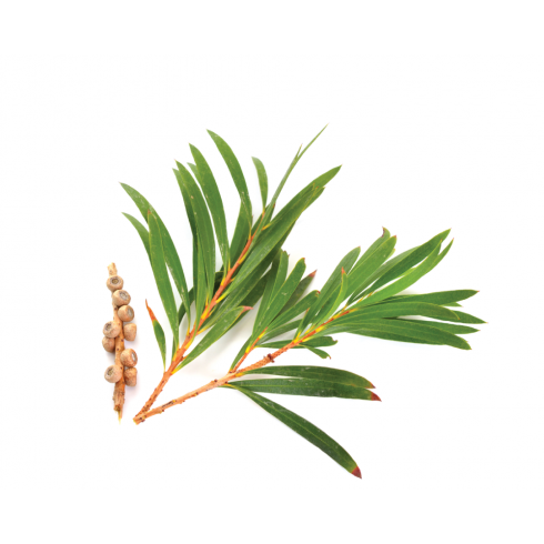 Olejek Drzewo Herbaciane 15ml Bassau