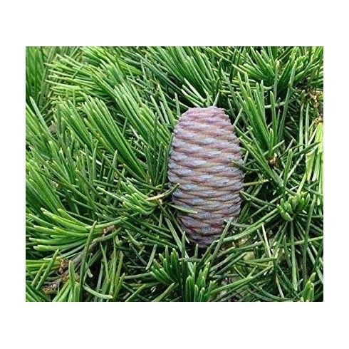 Olejek Cedr Himalajski 15ml Bassau