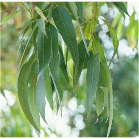 Olejek Eukaliptus Cytrynowy 50ml Bassau