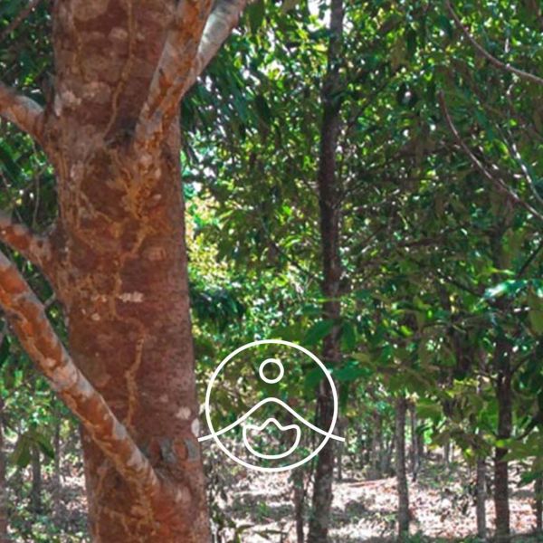 Organiczny olejek eteryczny Florihana Drzewo Różane Rosewood 5g