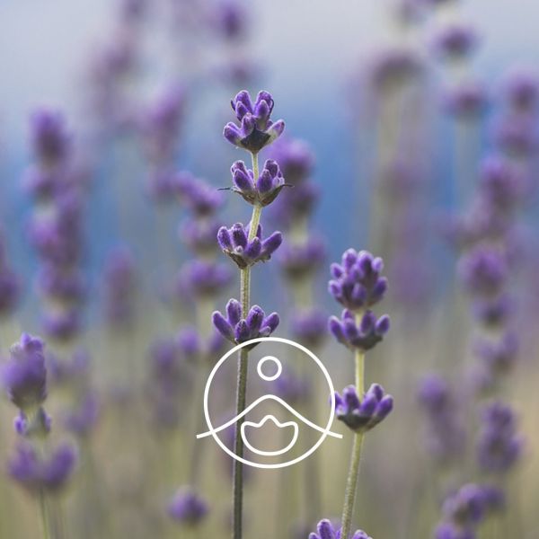 Organiczny olejek eteryczny Florihana Kłos Lawendy Lawenda 15g