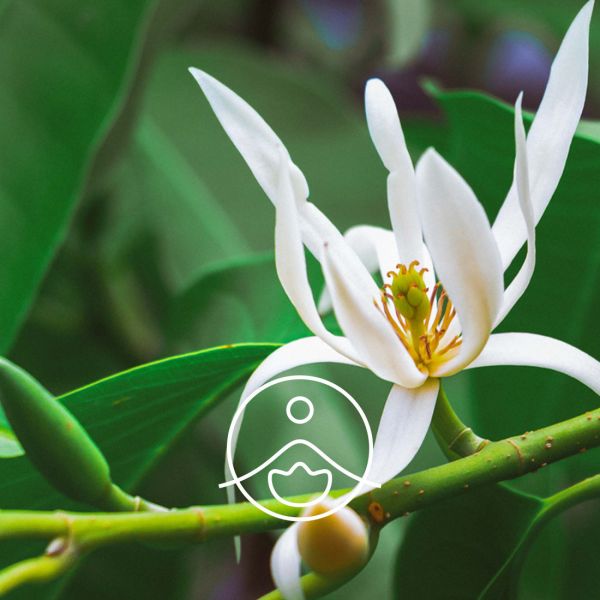 Organiczny olejek eteryczny Florihana Magnolia Michelia alba.DC 2g
