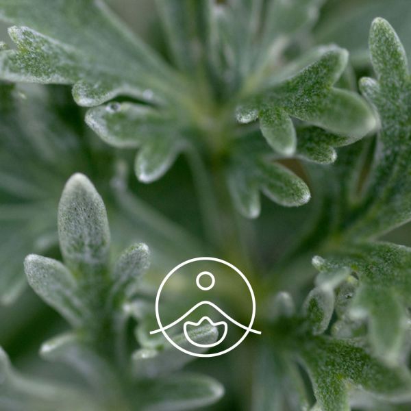 Organiczny olejek eteryczny Florihana Piołun marokański Mugwort 5g