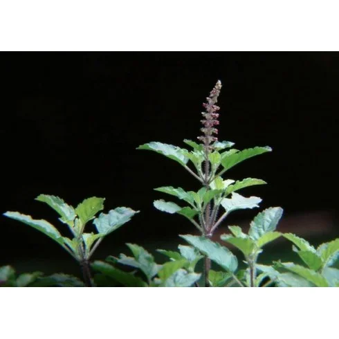 Olejek Bazylia azjatycka Tulsi 50ml Bassau