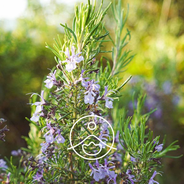 Organiczny olejek eteryczny Florihana Rozmaryn Werbenowy 15g