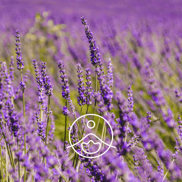 Organiczny olejek eteryczny Florihana Lawenda Super Organiczna Lavandula X burnati 5g