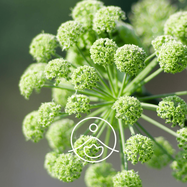 Olejek eteryczny Florihana Korzeń Arcydzięgla Angelica Root 15g