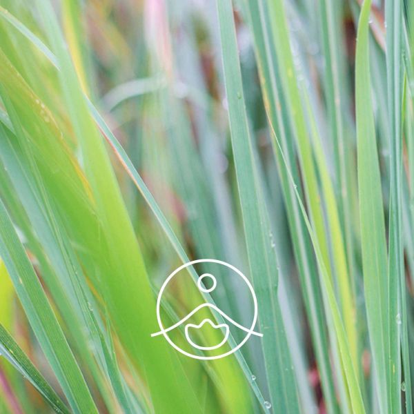 Organiczny olejek eteryczny Florihana Cytronella Cymbopogon Winterianus 5g
