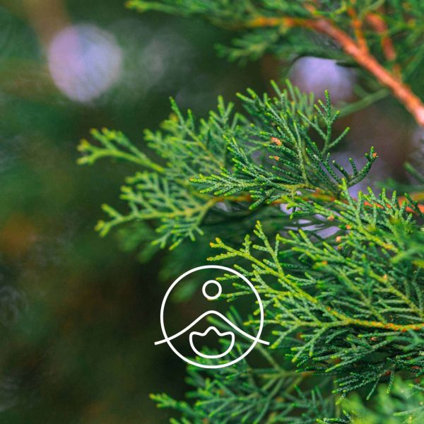 Organiczny olejek eteryczny Florihana Cyprys 5g