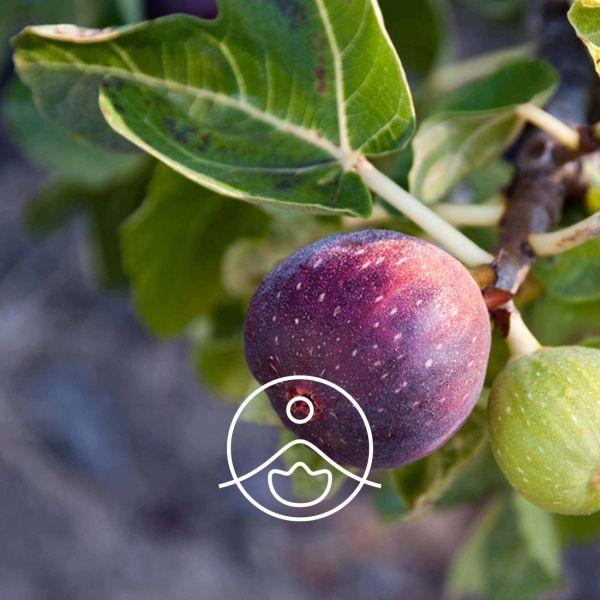 Organiczny ekstrakt z drzewa figowego Florihana Gemmotrapia Ficus carica 15ml