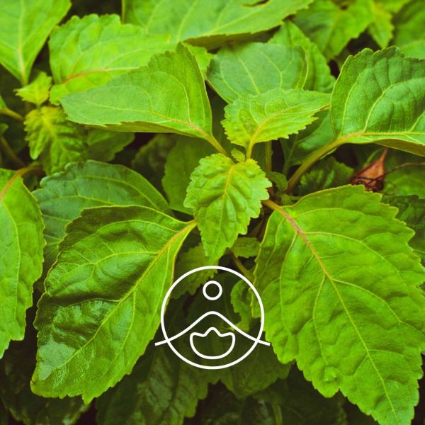 Organiczny olejek eteryczny Florihana Paczula Pogostemon cablin 5g