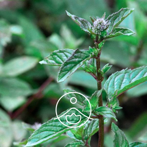 Organiczny olejek eteryczny Florihana Mięta Pieprzowa Mentha piperita 15g