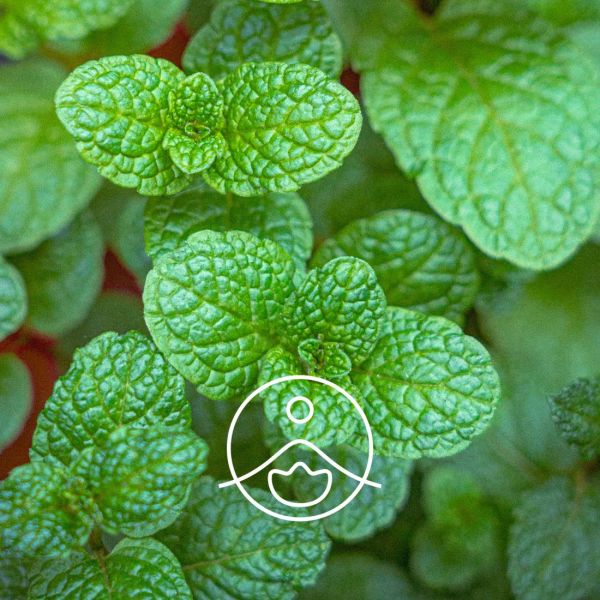 Organiczny olejek eteryczny Florihana Mięta Spearmint Mentha Spicata 5g