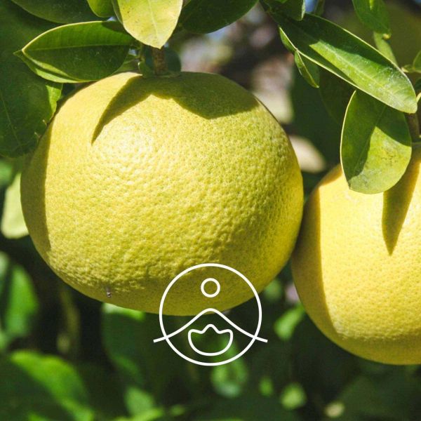 Organiczny olejek eteryczny Florihana Biały Grejpfrut Citrus Paradisii 5g