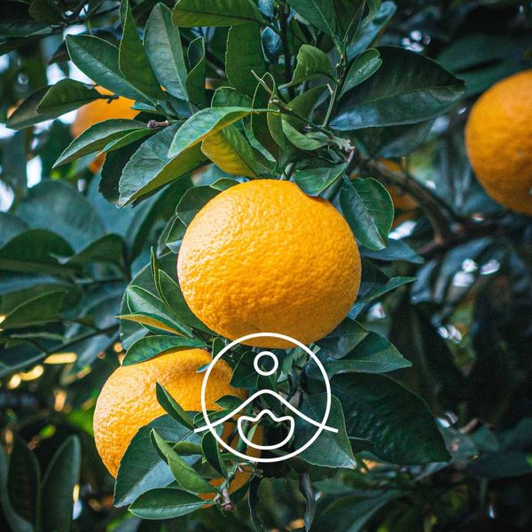 Organiczny olejek eteryczny Florihana Yuzu Citrus Junos 30g