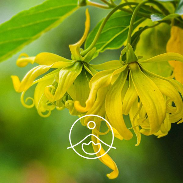 Organiczny olejek eteryczny Florihana Ylang Ylang 5g